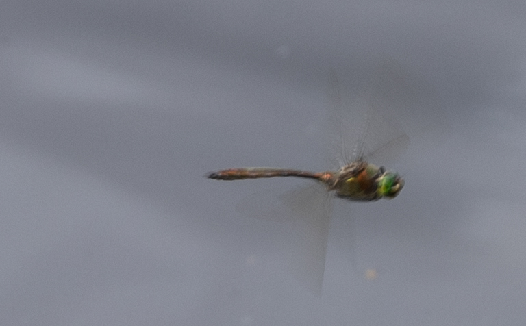 Falkenlibelle im rastlosen Flug