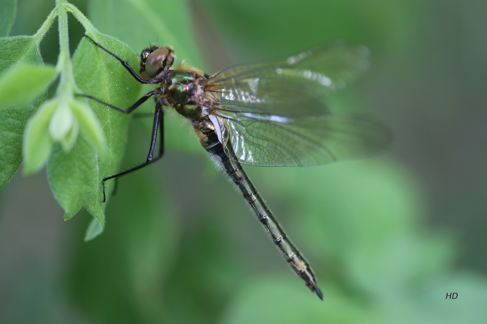 Falkenlibelle, junges Weibchen (Cordulia aenea)