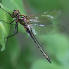 Falkenlibelle, junges Weibchen (Cordulia aenea)