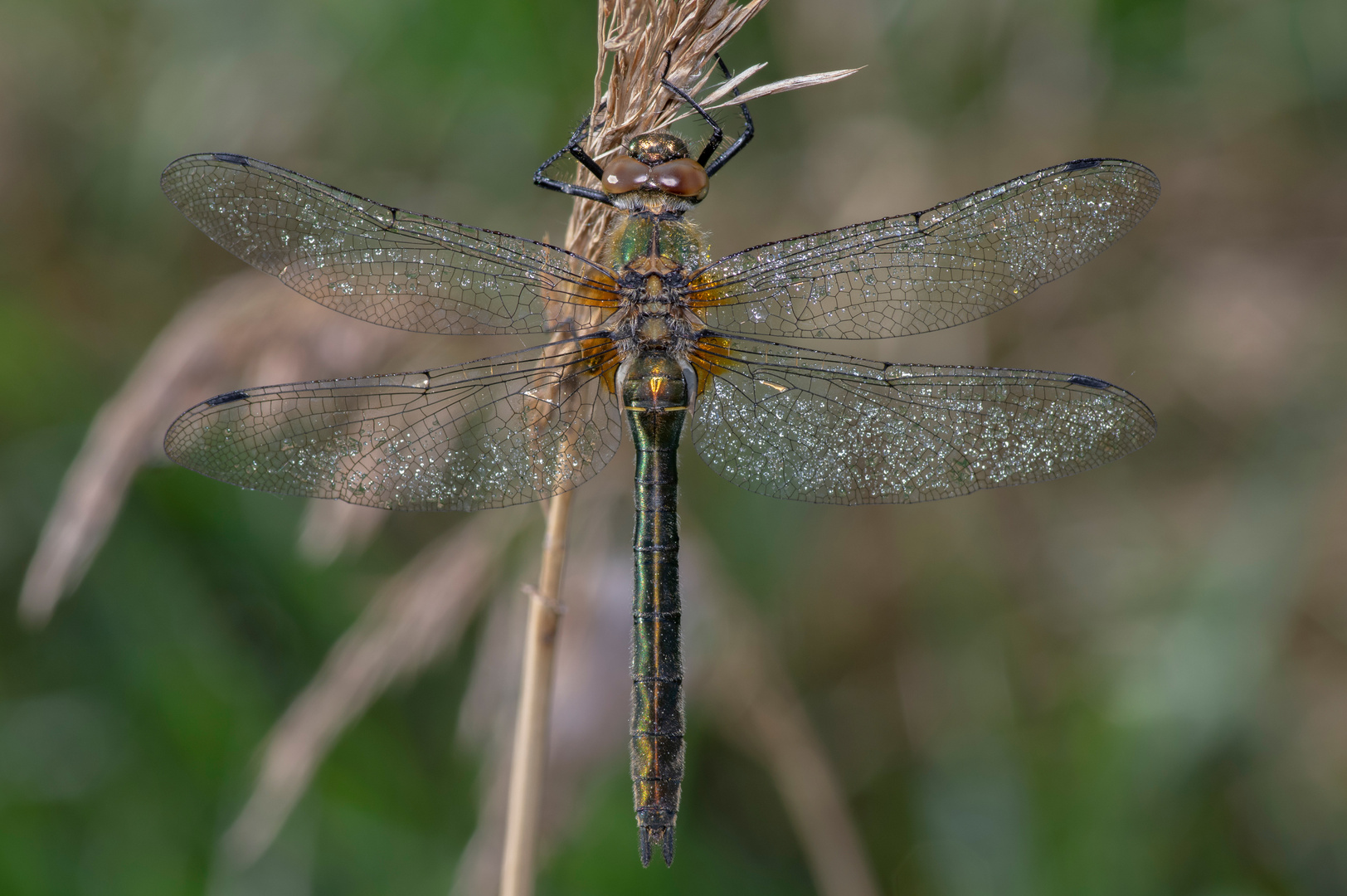 Falkenlibelle Jungtier