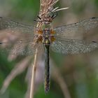 Falkenlibelle Jungtier