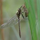 Falkenlibelle mit Exuvie