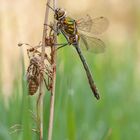 Falkenlibelle oder auch Gemeine Smaragdlibelle