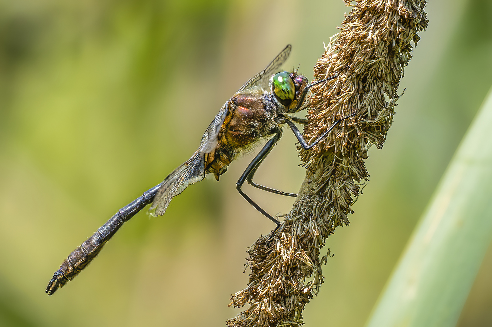 Falkenlibelle oder auch Gemeine Smaragdlibelle (männlich)