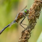 Falkenlibelle oder auch Gemeine Smaragdlibelle (männlich)