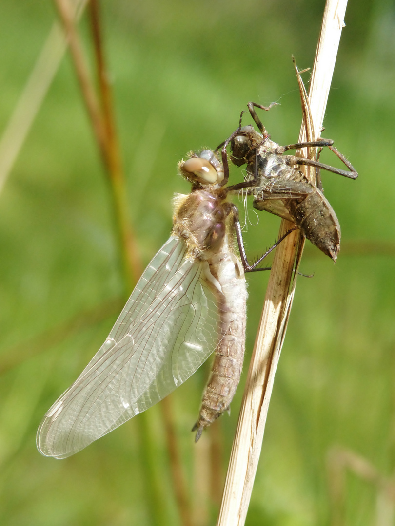 Falkenlibelle - Schlupf