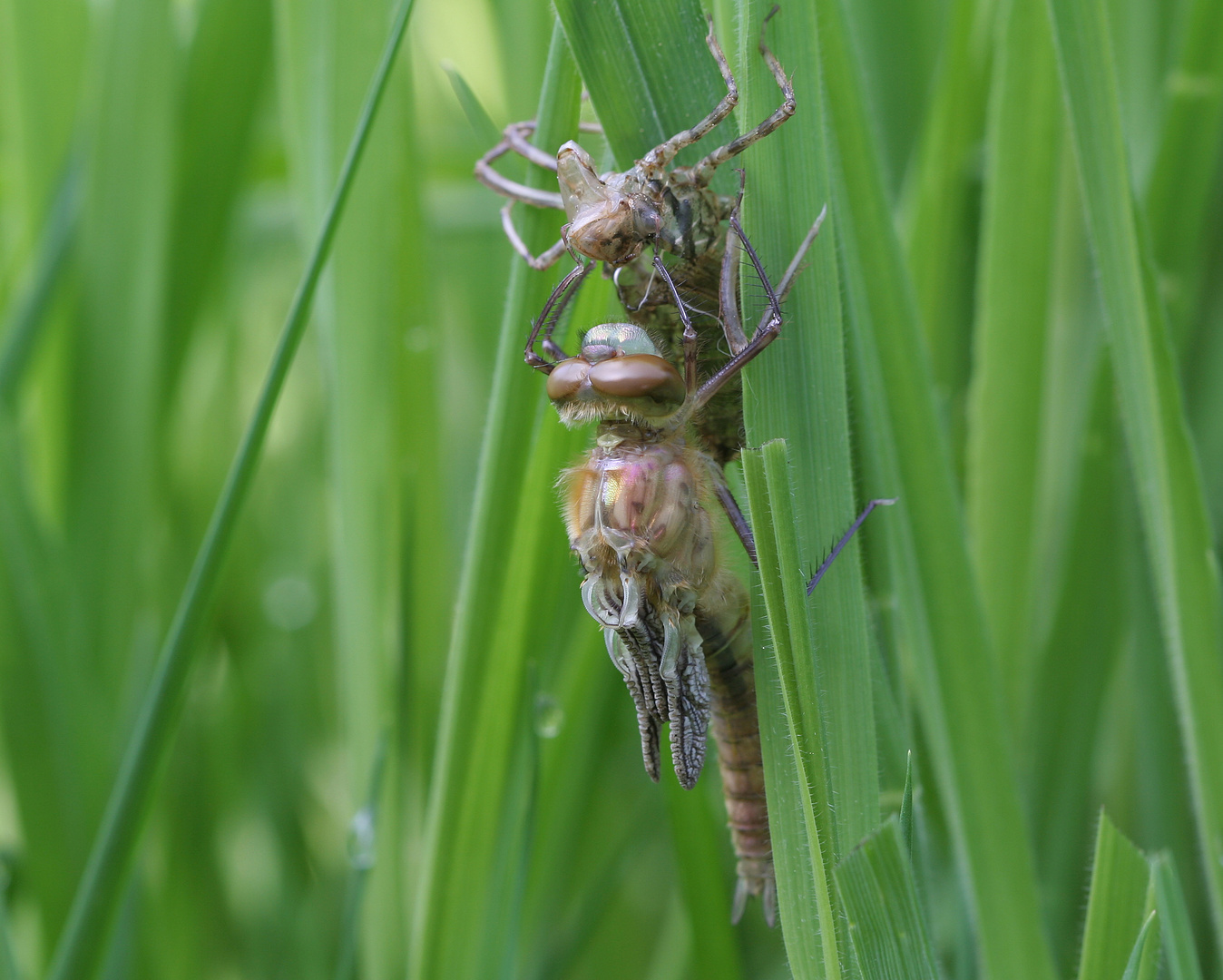 Falkenlibelle Schlupf Teil4