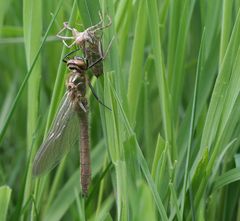 Falkenlibelle Schlupf Teil5