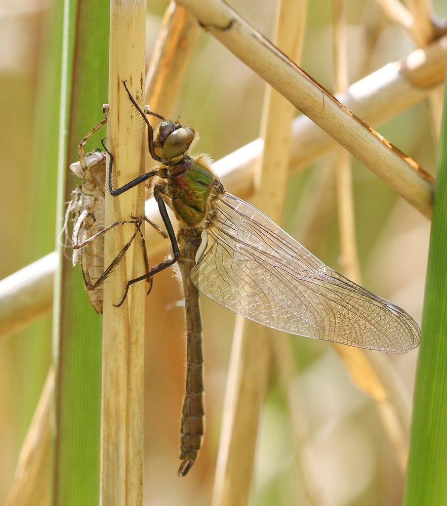 Falkenlibelle Weibchen 