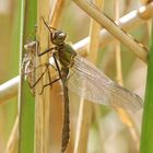 Falkenlibelle Weibchen 