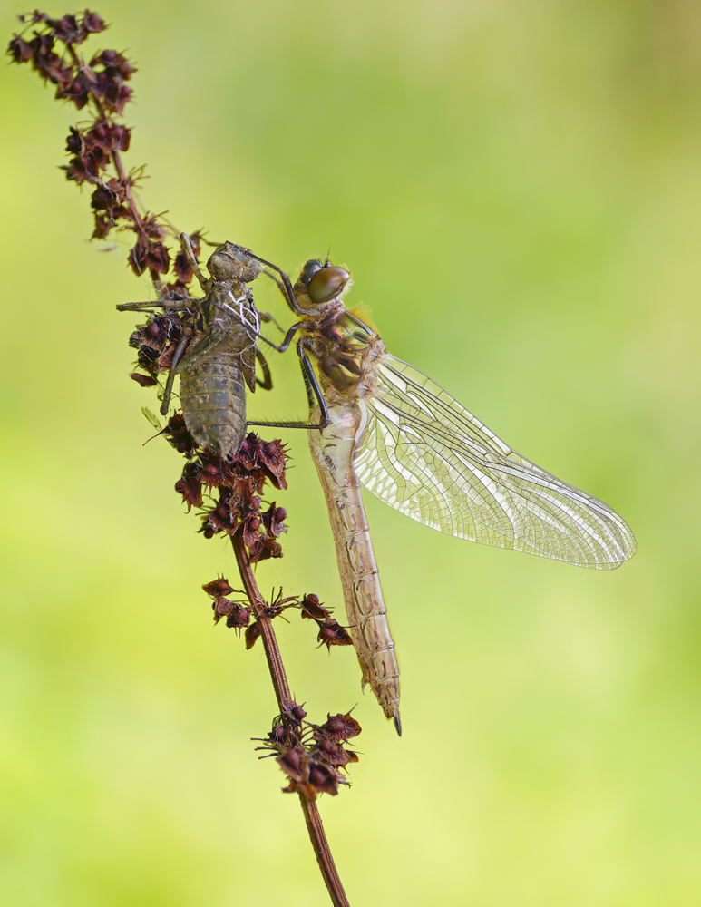 Falkenlibelle (weiblich)