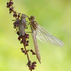 Falkenlibelle (weiblich)