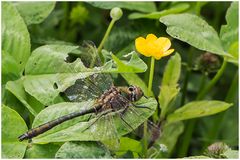 Falkenlibelle(Cordulia)