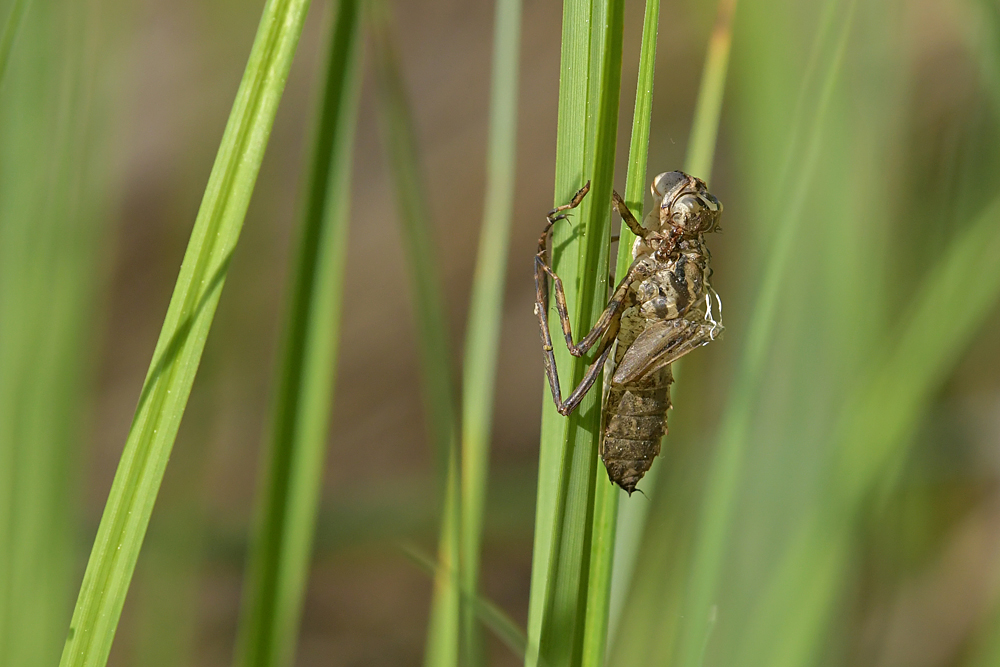 Falkenlibellen – Exuvie