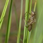 Falkenlibellen – Exuvie