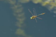 Falkenlibellen: Glänzende Flieger