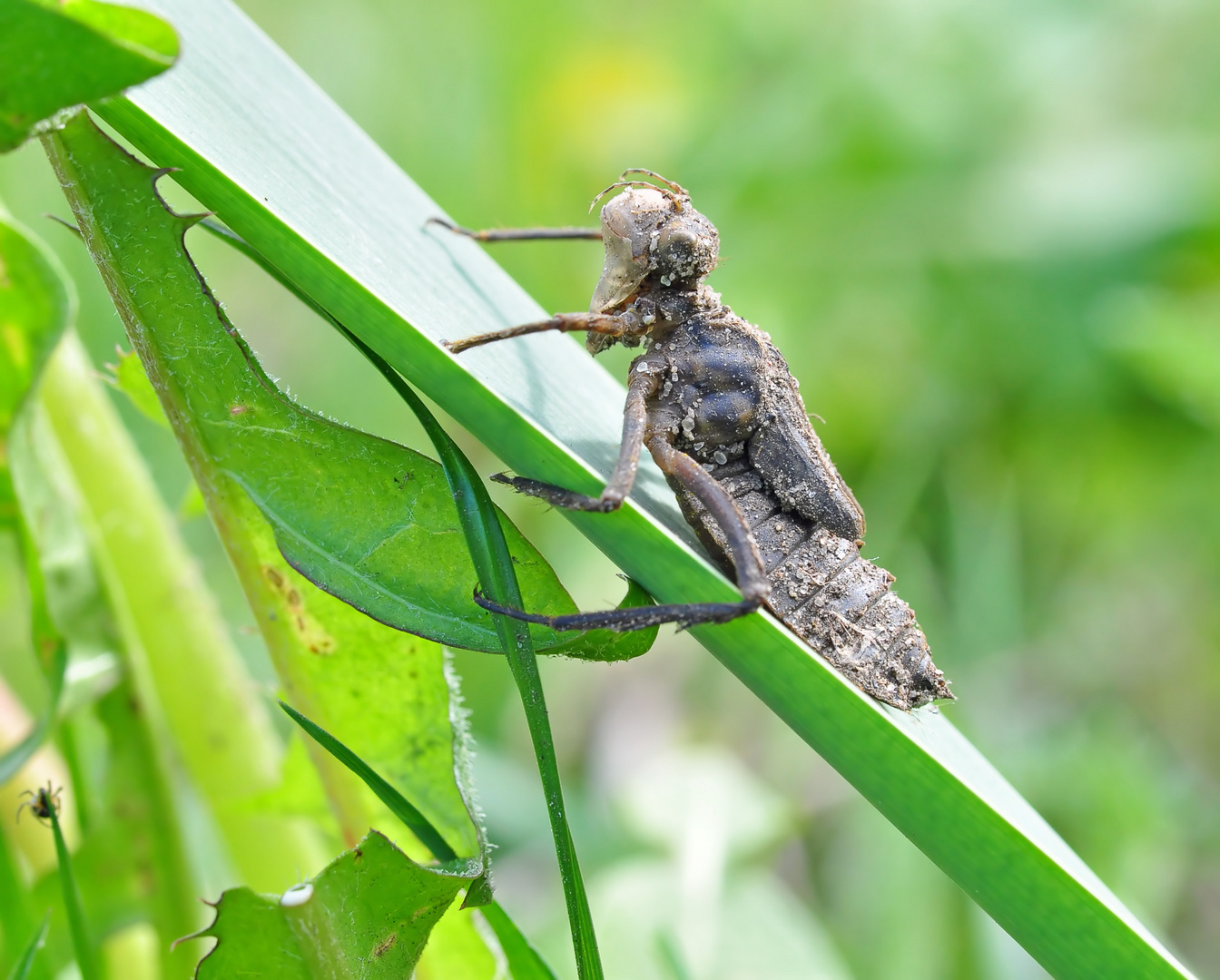 Falkenlibellen Larve