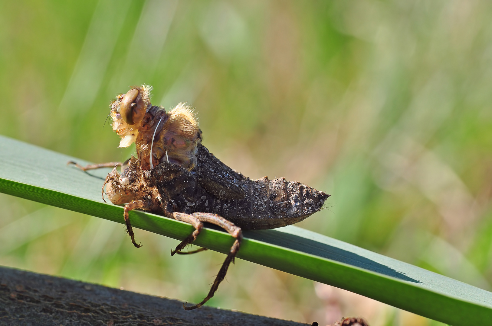 Falkenlibellen Schlupf #2