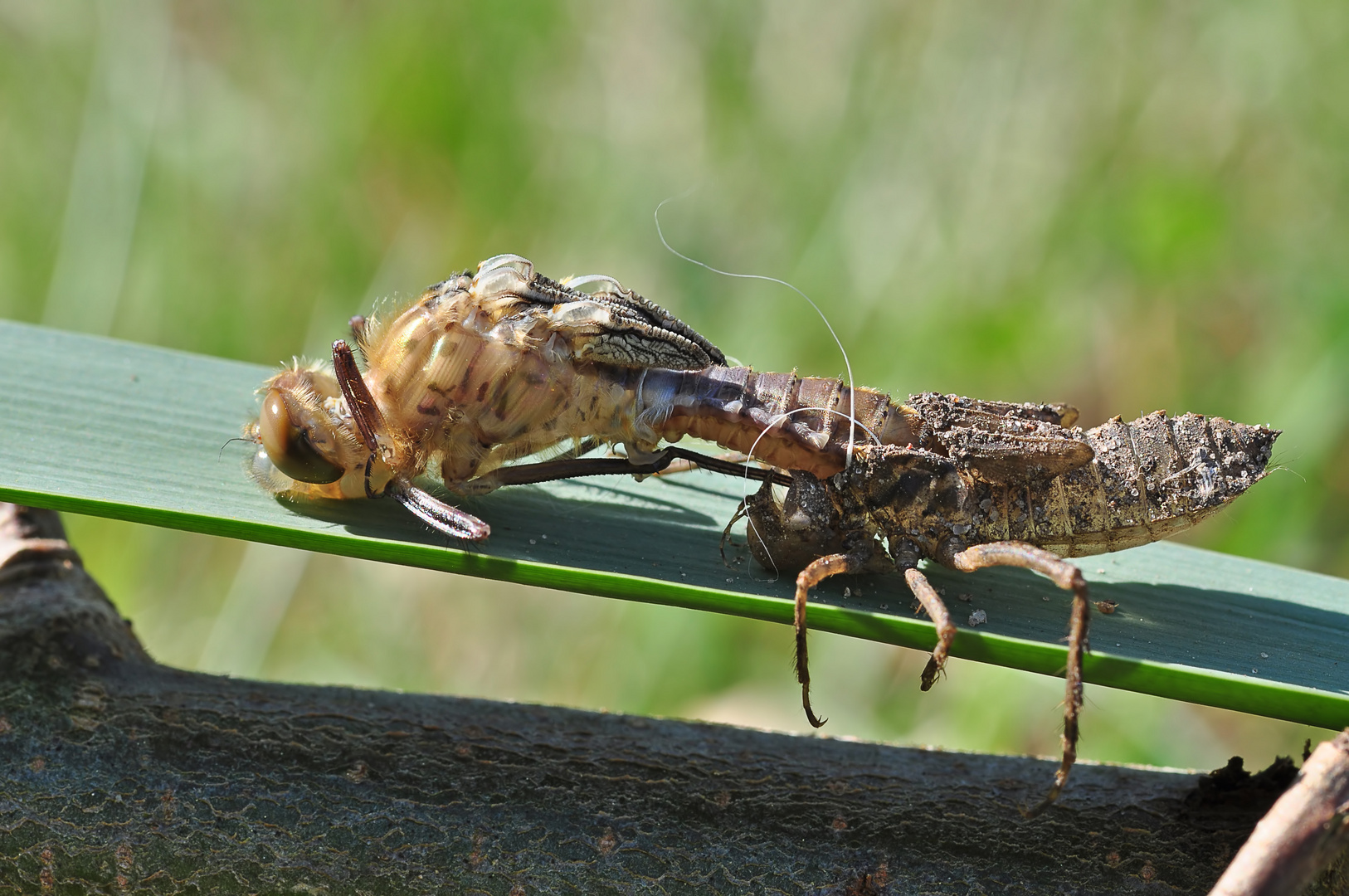 Falkenlibellen Schlupf #5