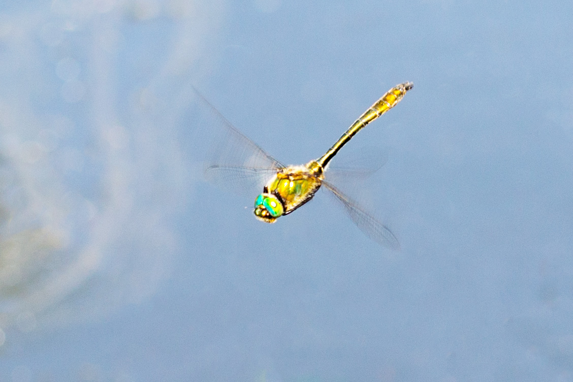 Falkenliobelle mit smaragdgrünen Augen