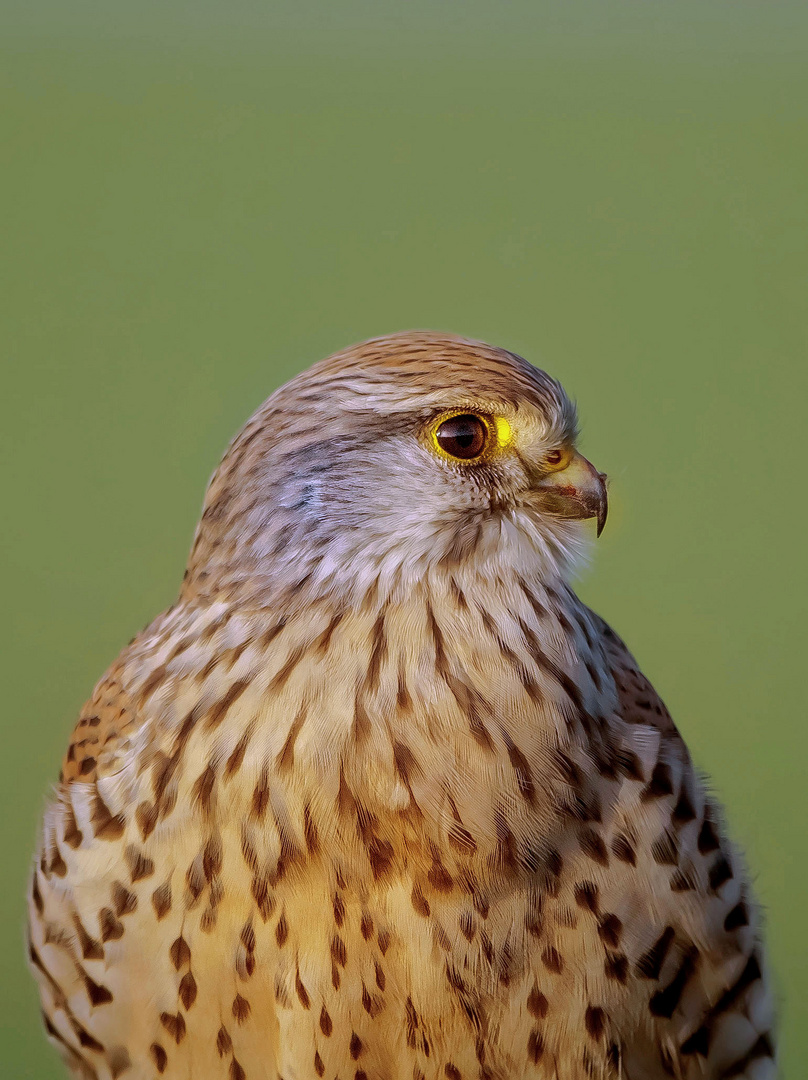 Falkenmännchen Portrait