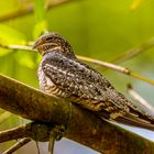 Falkennachtschwalbe (Common Nighthawk)