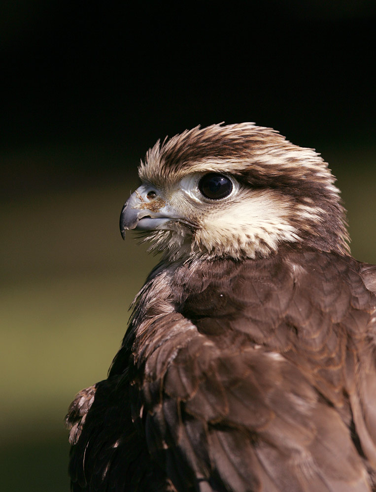 Falkenportrait