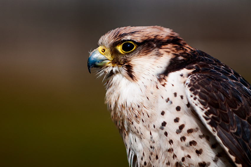 Falkenportrait