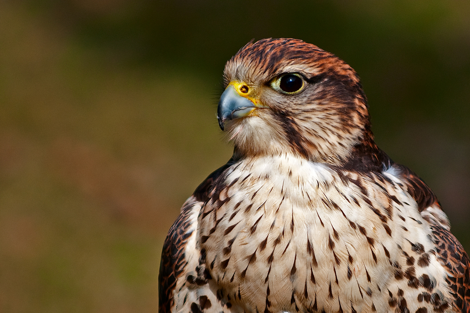 Falkenportrait