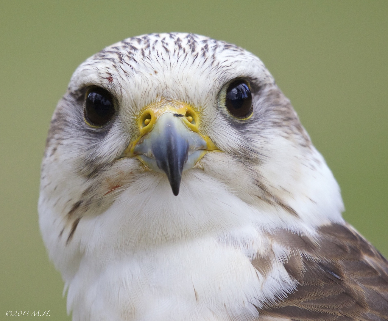 Falkenportrait