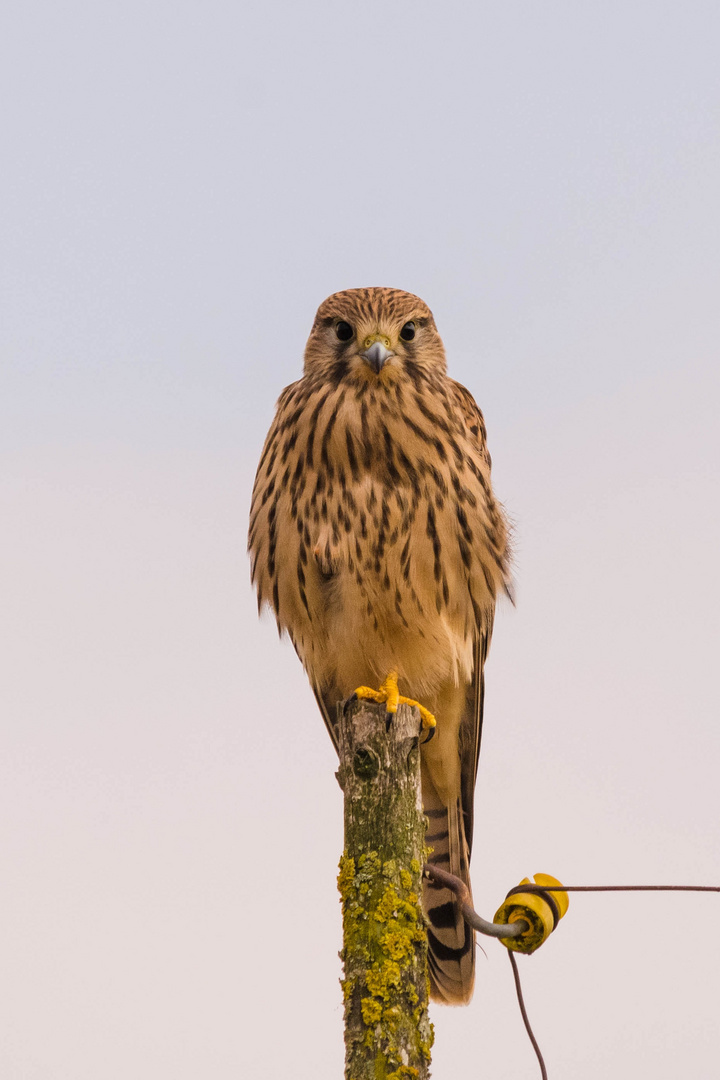 Falkenpotrait