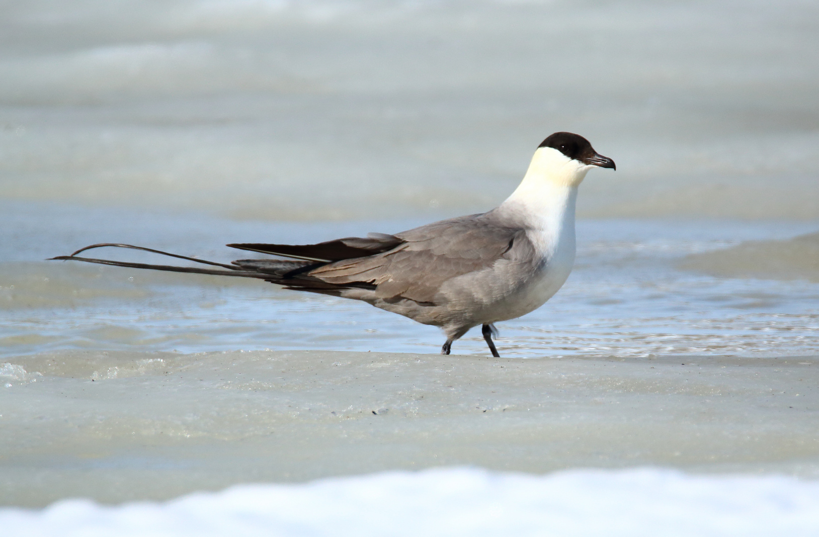 Falkenraubmöwe am Eismeer