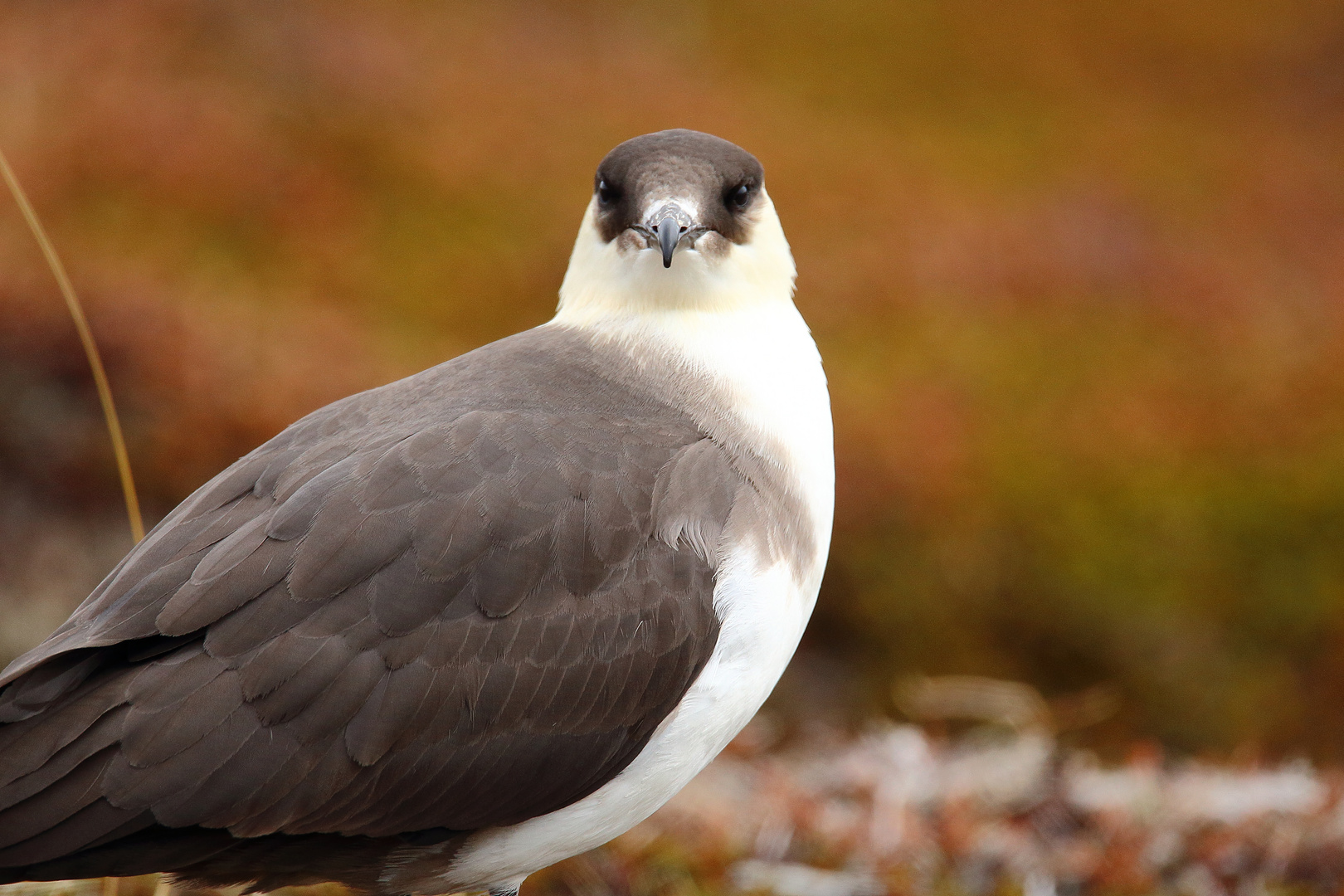 Falkenraubmöwe Portrait