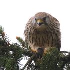 Falkenweibchen beim Festschmaus