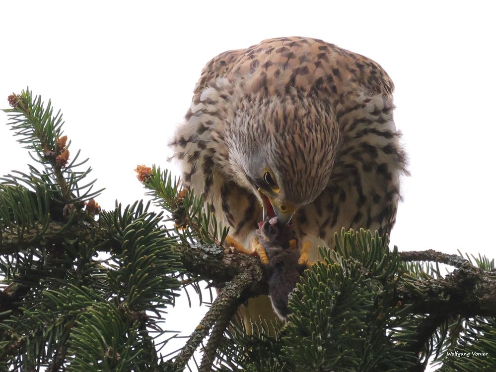 Falkenweibchen beim Festschmaus