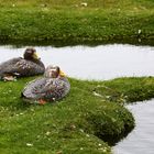 Falkland-Dampfschiffente (die heißen wirklich so)