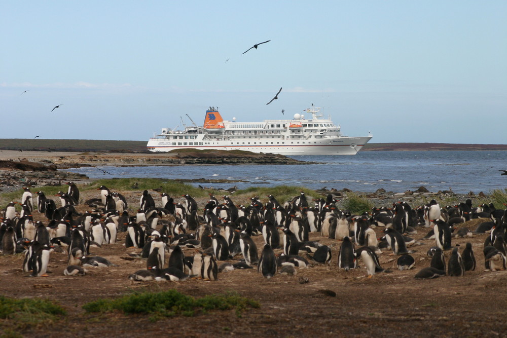 Falkland Inseln - Barren Island - MS Bremen