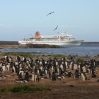 Falkland Inseln - Barren Island - MS Bremen