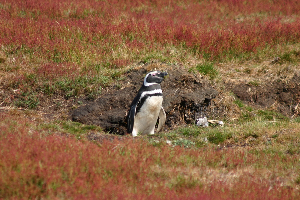 Falkland Inseln - George Island - Magellanpinguin