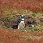 Falkland Inseln - George Island - Magellanpinguin