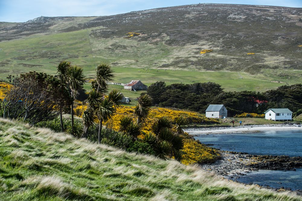 Falkland Inseln, West Point Island