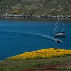 Falkland Inseln, West Point Island