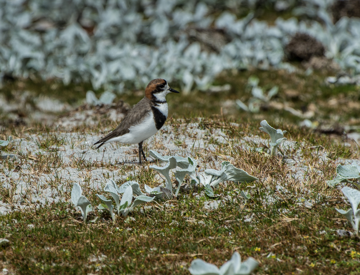 Falkland-Regenpfeifer >Charadrius falklandicus