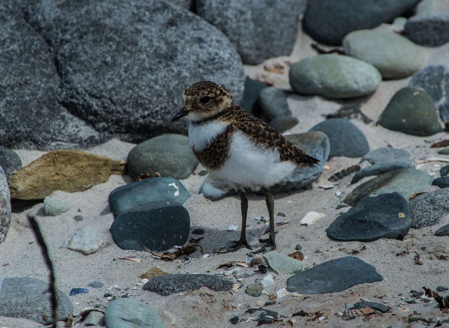 Falkland-Regenpfeifer >Charadrius falklandicus