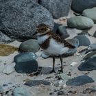 Falkland-Regenpfeifer >Charadrius falklandicus