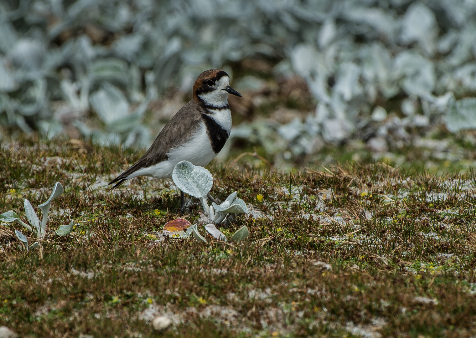 Falkland-Regenpfeifer >Charadrius falklandicus