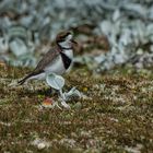 Falkland-Regenpfeifer >Charadrius falklandicus<