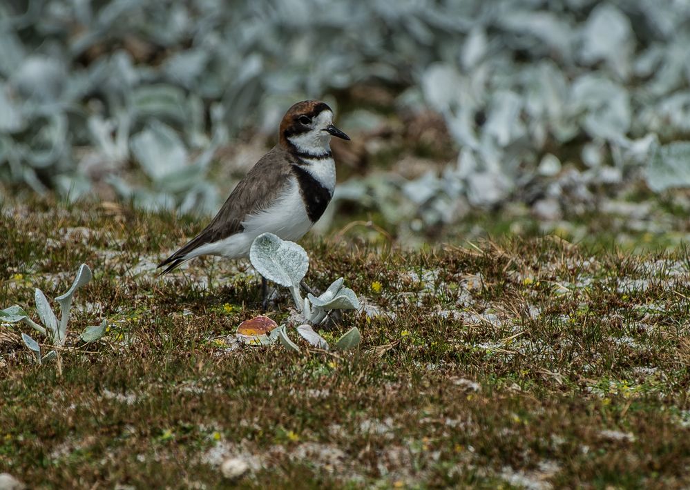 Falkland-Regenpfeifer >Charadrius falklandicus<