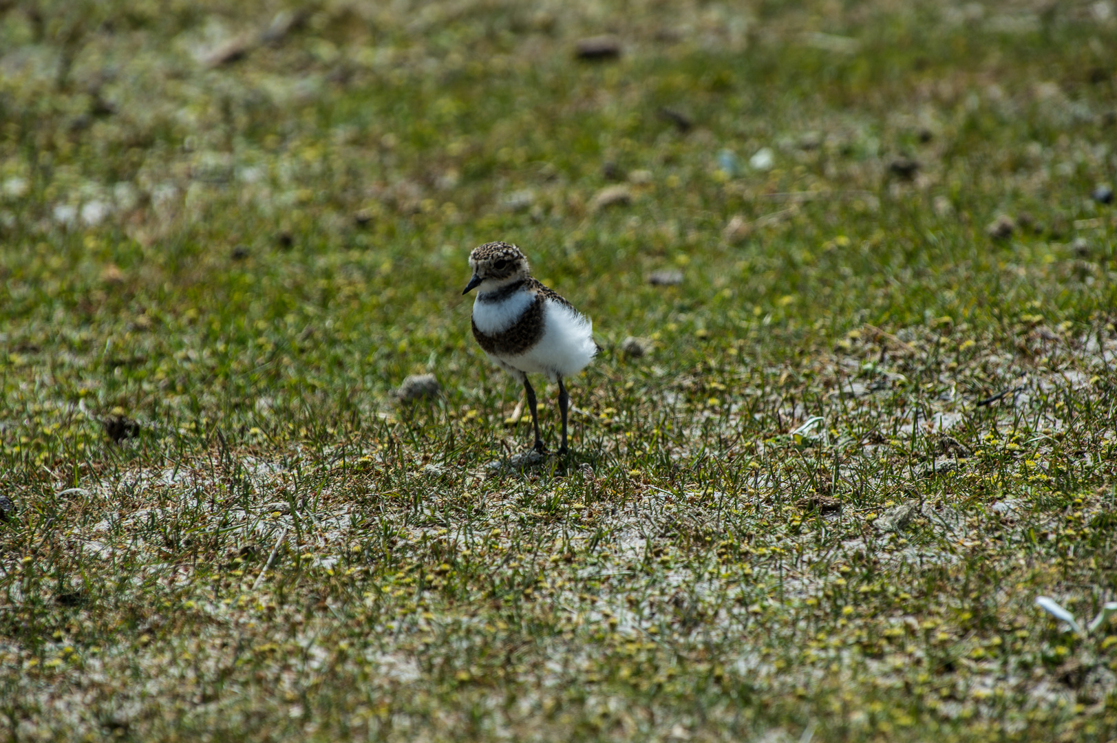 Falkland- Regenpfeifer   (?)  (Strandsteher)