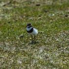 Falkland- Regenpfeifer   (?)  (Strandsteher)